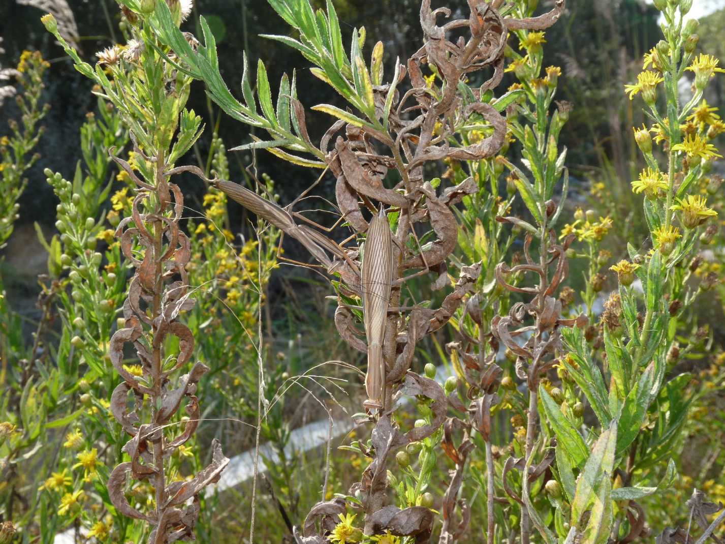 Accoppiamento Mantis religiosa